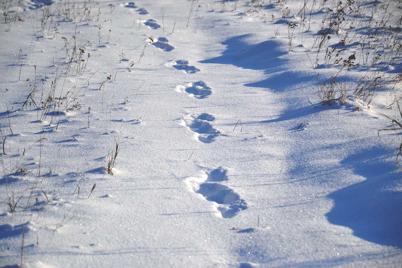 Animal Tracks on Snow